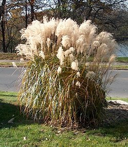 Pampass grass in the park